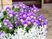 紫色の花が咲く中庭