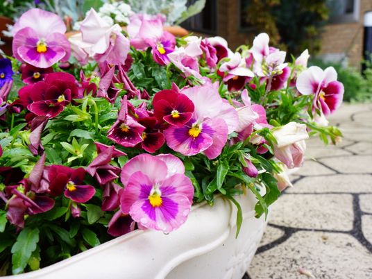 花が咲く中庭