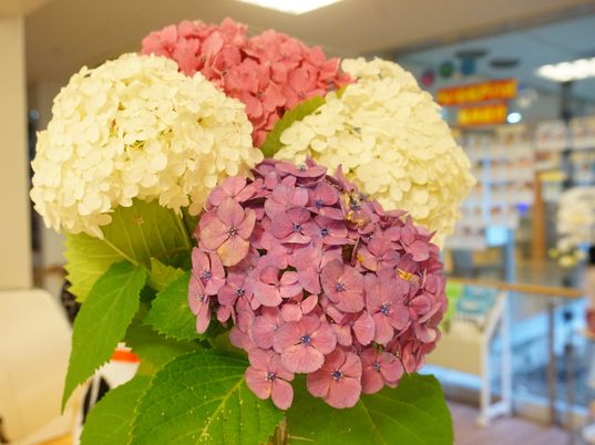 アジサイの花のロビー