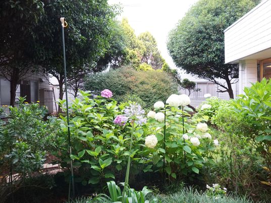 緑豊かな中庭