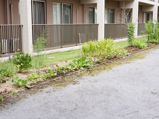 緑の植栽が並ぶ中庭