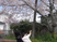 桜を眺める人の庭