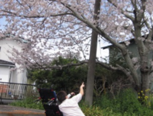 桜を眺める人の庭