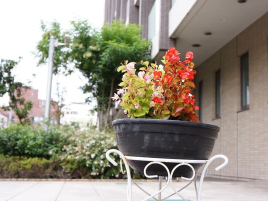 施設の外にある鉢植え