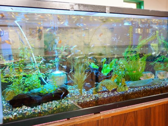 カラフルな水槽の様子