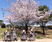 桜の下の車椅子利用者