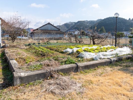 野菜が育つ庭