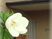 白い花とエントランス