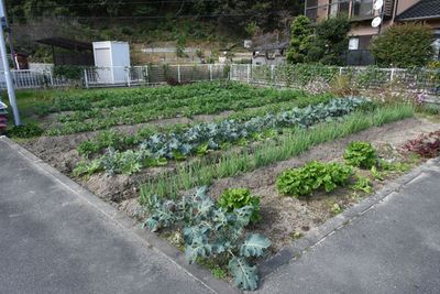 豊かな野菜の畑