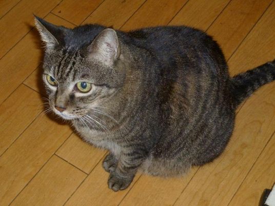 室内の飼い猫の様子