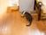 猫が食事をしている居室