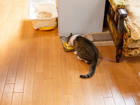 猫が食事をしている居室