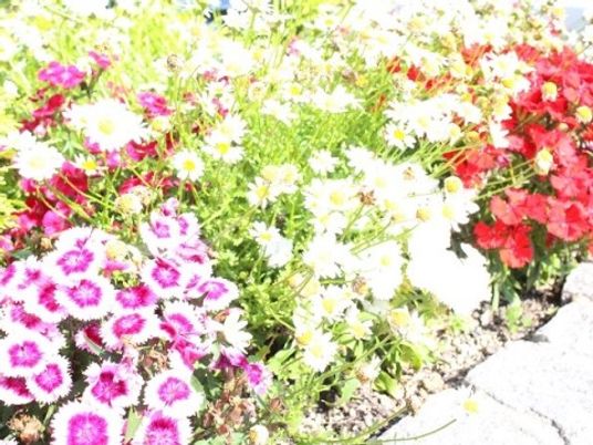 色鮮やかな花の中庭