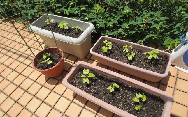 植物が並ぶテラス