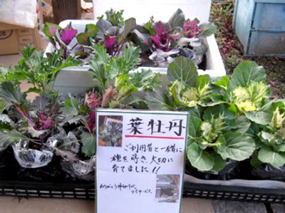 色とりどりの葉牡丹の鉢植え