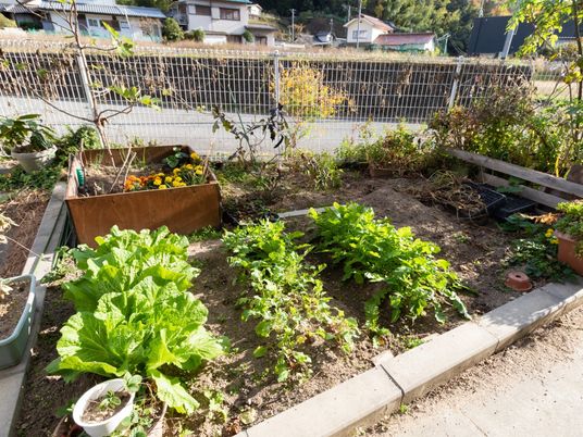 中庭の緑豊かな植物