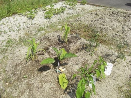 植物育成中の庭