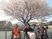 桜の下で笑顔の集合