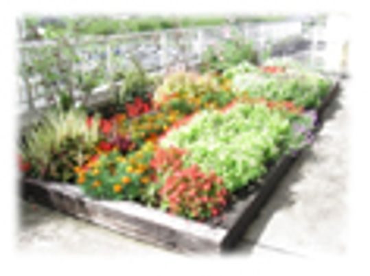 色とりどりの花壇