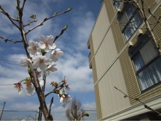 桜と施設の外観
