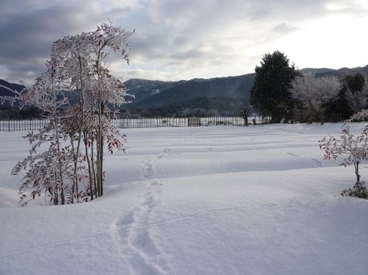 雪景の庭
