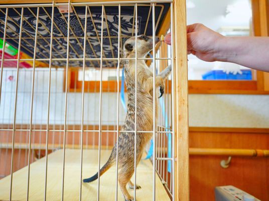 ケージ内の動物と人の手