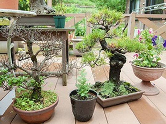 緑溢れる癒しのテラス