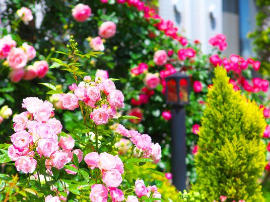 手入れされた花の庭