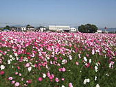 広がる色鮮やかな花畑