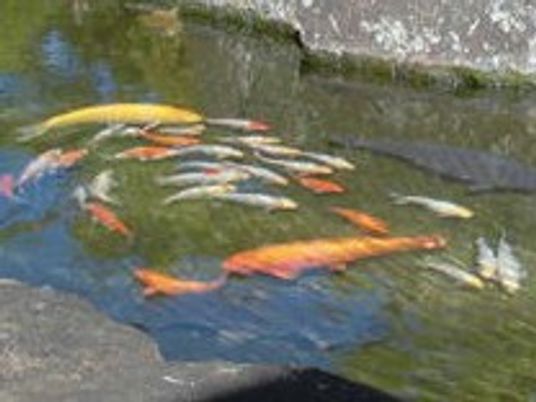 錦鯉の泳ぐ池