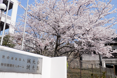 桜が咲く中庭