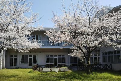 桜のある庭