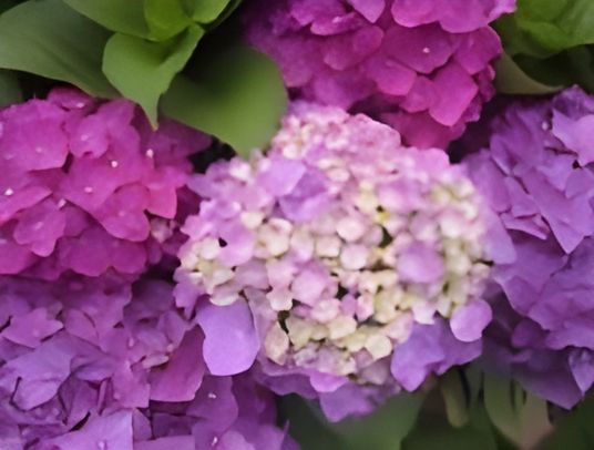 紫陽花の美しい庭景色