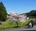 車椅子利用者と桜の木