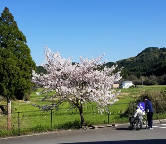 車椅子利用者と桜の木