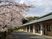 立派な桜の咲く外観