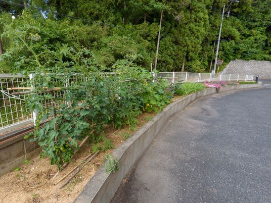 緑豊かな野菜畑