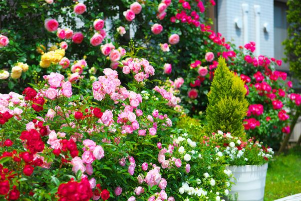 手入れされた花壇の庭