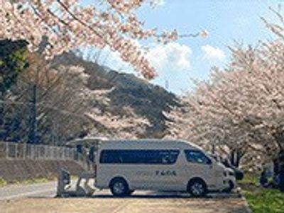 満開の桜並木の道