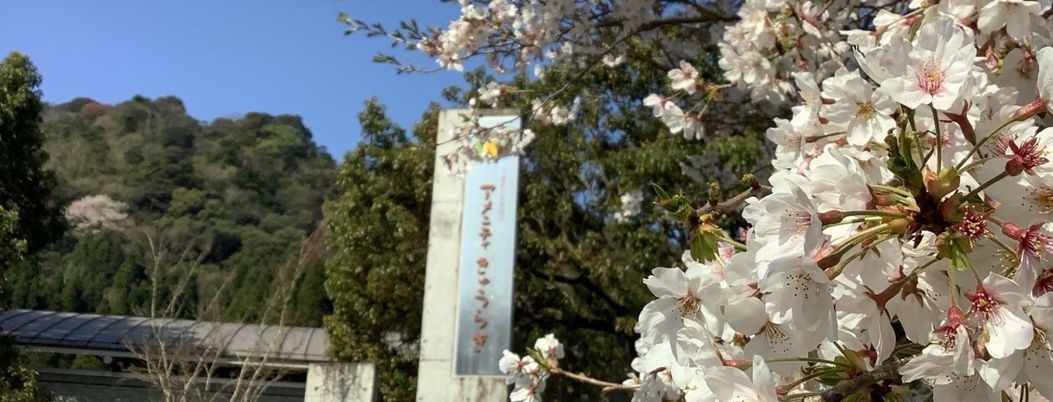 満開の桜と看板