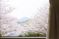 窓から桜の景色