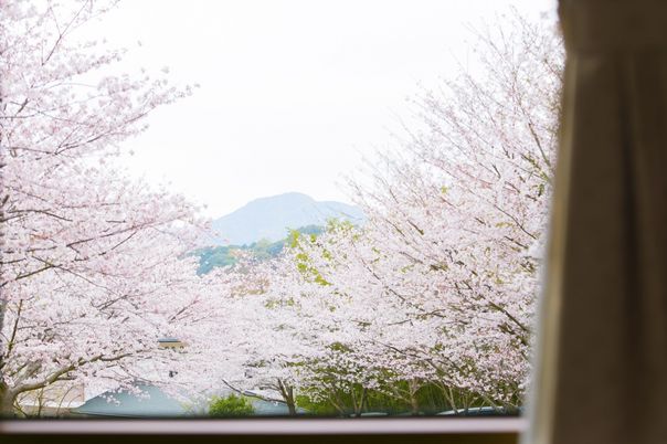 窓から桜の景色
