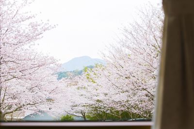 窓から桜の景色