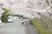 桜並木の通路