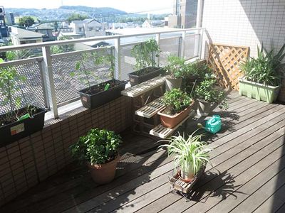 植物が並ぶバルコニー