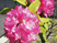 ピンクの花が咲く庭