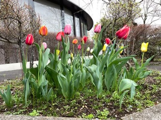 色鮮やかな庭の花々