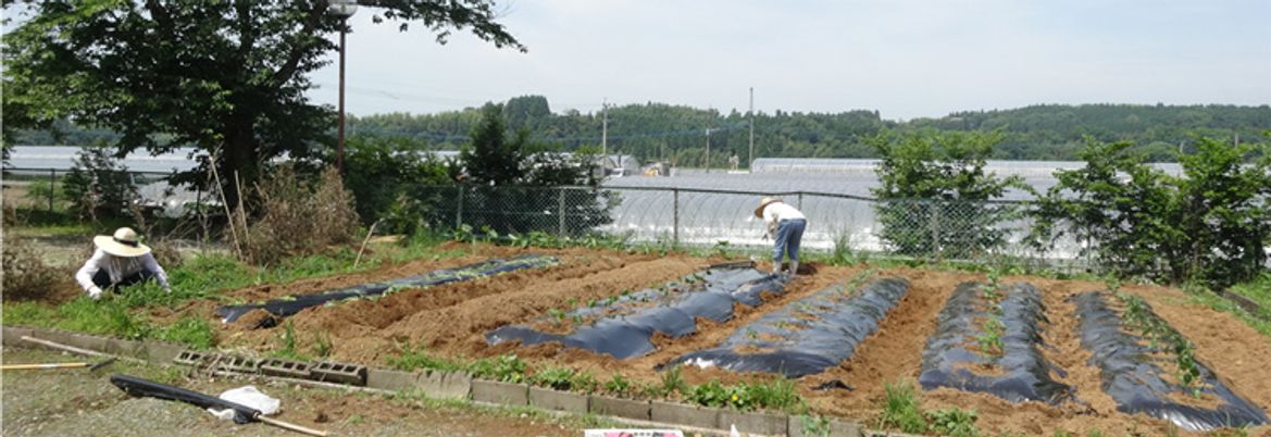 共同菜園