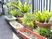 植物が並ぶ明るい通路