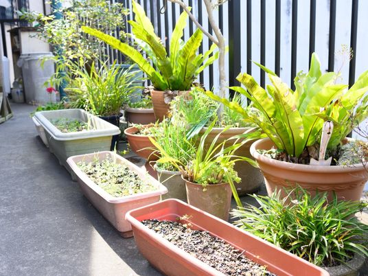 植物が並ぶ明るい通路